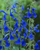 Salvia patens 'Oxford Blue', 'Dark Blue' | Gentian Sage Flower Seeds