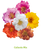 Portulaca grandiflora F₁ Sundial Caliente Mix | Moss Rose Flower Seeds