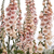 Digitalis purpurea 'Sutton's Apricot | Apricot Delight | Apricot Beauty | Foxglove Flower Seeds