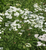 Achillea millefolium | White (1,500,000 Seeds)