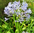 Blue African Lily Seeds*Agapanthus praecox*Blue Lily of the Nile*Large Medium Blue Flowers*Evergreen Perennial*Containers*Mass Plant