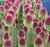 Drumstick Allium Seeds*Allium spaerocephalon*Changes Colors*Red/Purple/Green Egg Shaped Flowers*Self Seeds*Round headed leek/garlic*