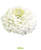 Zinnia Oklahoma White Flower Seeds*Cut Flowers*Double to Semi-Double White*Flower Garden Annual Flower Plants Samen Blumensamen Saatgut