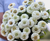 Zinnia Oklahoma White Flower Seeds*Cut Flowers*Double to Semi-Double White*Flower Garden Annual Flower Plants Samen Blumensamen Saatgut