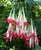 Bolivian Fuchsia Seeds (Fuchsia boliviana)