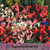 COCKTAIL MIX - Wax Leaf Begonia - 25 Pelleted Seeds (Begonia semperflorens)