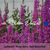 ROSY GEM, RED BEAUTIES - Purple Loosestrife Seeds (Lythrum salicaria)