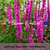 ROSY GEM, RED BEAUTIES - Purple Loosestrife Seeds (Lythrum salicaria)