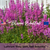 ROSY GEM, RED BEAUTIES - Purple Loosestrife Seeds (Lythrum salicaria)