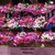 BALCONY MIX - Petunia Seeds (Petunia hybrida pendula)