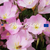 Pink Showy Evening Primrose Seeds (Oenothera speciosa)