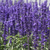 VICTORIA BLUE - Mealy Cup Sage - 100 Seeds (Salvia farinacea)
