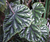 Metallic Leaf Begonia - 100 Seeds - AGM Award (Begonia incarnata/metallica)