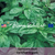 GENOVESE - Sweet Basil Herb Seeds (Ocimum basilicum)
