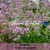OREGANO Seeds (Origanum vulgare)