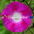 CRIMSON RAMBLER Morning Glory Seeds (Ipomoea purpurea)