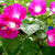 CRIMSON RAMBLER Morning Glory Seeds (Ipomoea purpurea)
