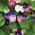 ZEELAND HYBRIDS MIX Morning Glory Seeds (Ipomoea nil)