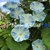 FLYING SAUCERS Morning Glory Seeds (Ipomoea tricolor)