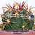 Devils Tongue Barrel Cactus Seeds (Ferocactus latispinus)