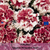 DOUBLE PIROUETTE RED Petunia - 25 Seeds (Petunia hybrida)