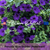 ALDERMAN, BLUE BEDDER Petunia - 500 Seeds (Petunia hybrida)