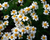 MILLION BLOOMS, JACKPOT - Daisy, Tansy Seeds (Tanacetum niveum)