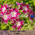 TWINKLE DWARF MIX - Phlox Seeds (Phlox drummondii)