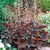 PALACE PURPLE - Coral Bells Seeds (Heuchera americana)