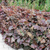 PALACE PURPLE - Coral Bells Seeds (Heuchera americana)