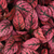 SPLASH SELECT RED - Polka Dot Plant - 25 Seeds (Hypoestes phyllostachya)