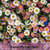 PROFUSION - Mexican Fleabane, Santa Barbara Daisy Seeds (Erigeron karvinskianus)