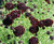 BLACK KNIGHT - Pincushion Flower - 25 Seeds (Scabiosa atropurpurea)