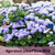 DWARF BLUE MINK - Floss Flower - 500 Seeds (Ageratum houstonianum)