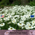 PIERROT WHITE - Paper Daisy, Everlasting Flower, Strawflower (Helipterum roseum)