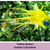 YELLOW QUEEN - Denver Golden Columbine - 50 Seeds (Aquilegia chrysantha)