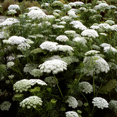 How to Grow: Ammi (False Queen Anne's Lace) — Three Acre Farm
