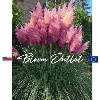 Whte Alba Cortadera Selloana Pampas Grass Pumla Tall Feathery