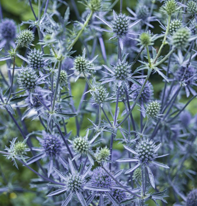 Eryngium planum Blue Sea Holly | Eryngo Flower Seeds | Flachblatt