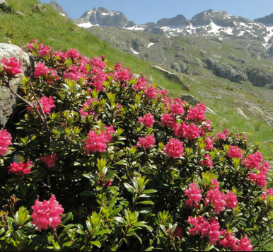 nabu rhododendron Rhododendron, Nova Zembla main image 1