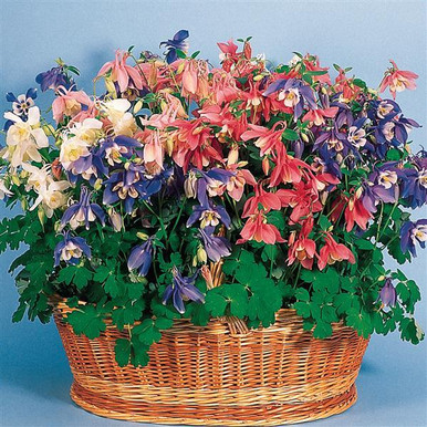 Aquilegia hybrida 'Spring Magic® Mix' | BULK Columbine Flower Seeds