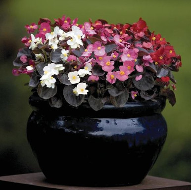 Begonia semperflorens Nightlife Mix | BULK Wax Begonia Seeds