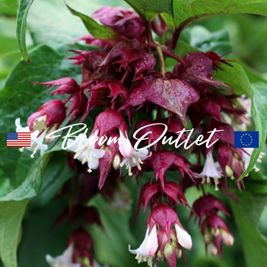 Himalayan Honeysuckle, Pheasant Berry, Treacle Tree Seeds - AGM Award ...