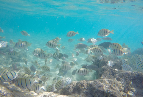 Snorkeling Spots in Hawaii Snorkeling Spots in Hawaii