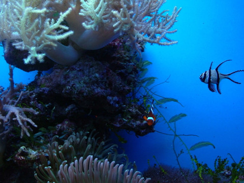 Snorkeling Etiquette: Protect Yourself and Marine Wildlife Snorkeling Etiquette: Protect Yourself and Marine Wildlife