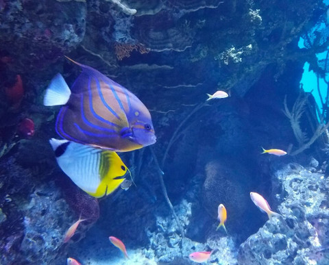 Does Snorkeling Equipment Color Affect Aquatic Life? Does Snorkeling Equipment Color Affect Aquatic Life?
