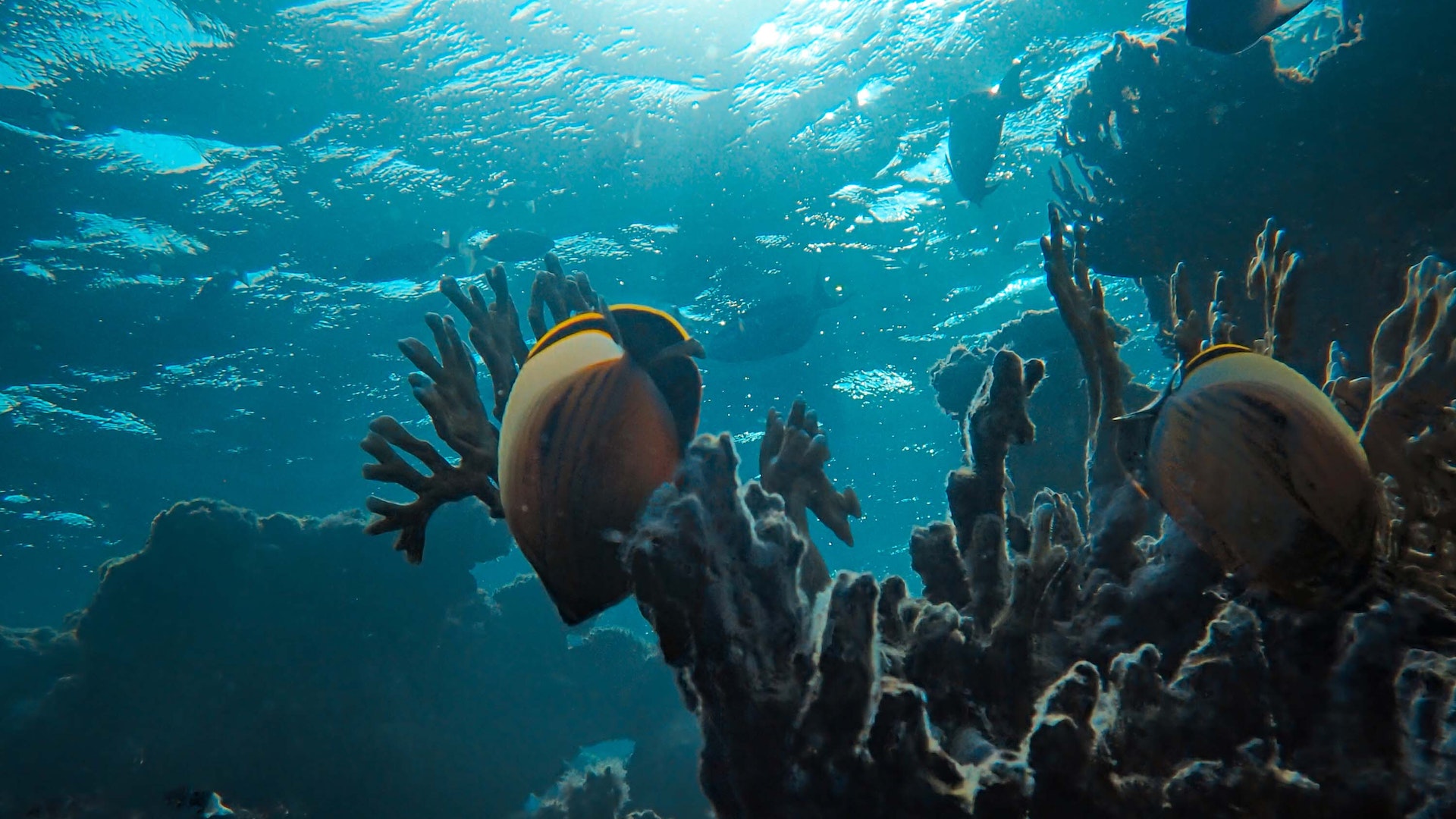 Places to Snorkel Near Me and the Best Snorkeling Spots Worldwide