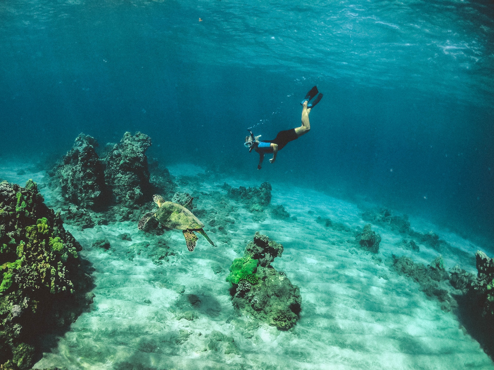 Photos: Snorkeling for science