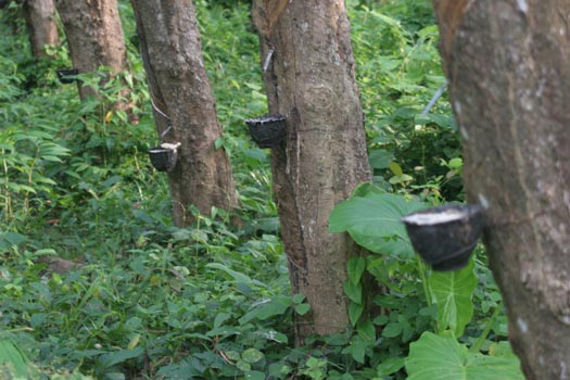 rubber-trees-raw-latex-collecting-in-bowls..jpg