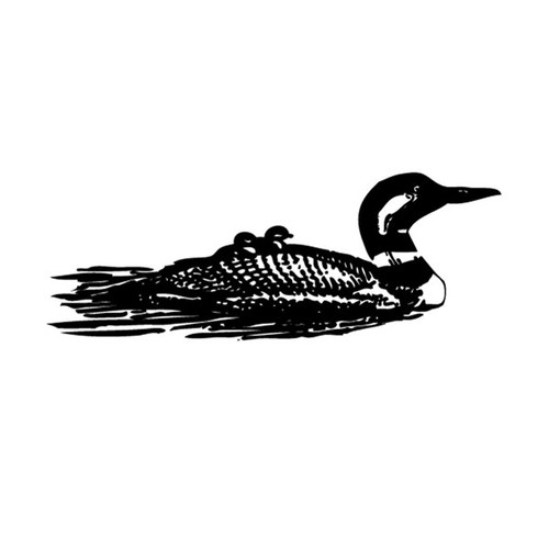 Northern Loon